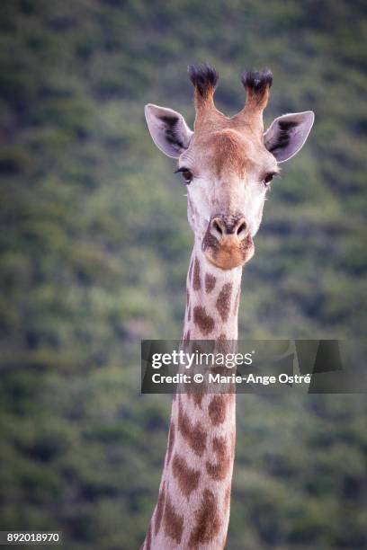 south africa, animal:giraffe - marie ange ostré - fotografias e filmes do acervo