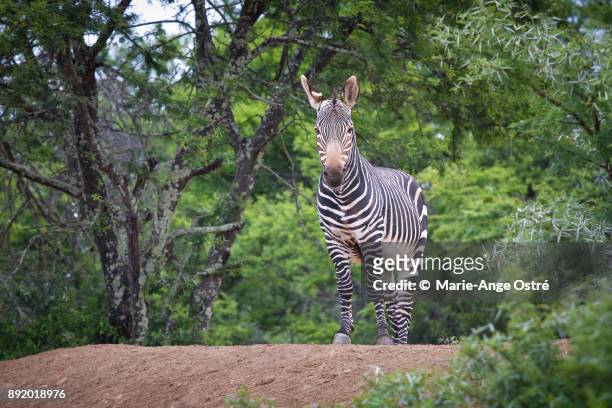 south africa, animal:zebra - marie ange ostré photos et images de collection