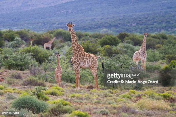 south africa, animal:giraffes in the wild - marie ange ostré photos et images de collection