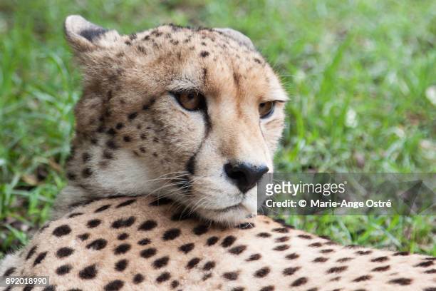 south africa, animal: close-up of a cheetah - marie ange ostré photos et images de collection