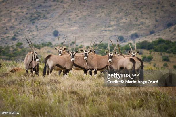 south africa, animals: group of gemsbok antelopes - marie ange ostré photos et images de collection