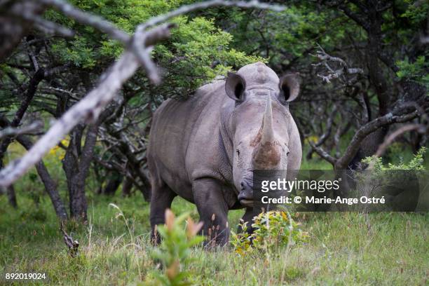 south africa, animal: white rhino in the wild - marie ange ostré photos et images de collection