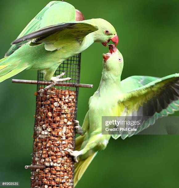 Parakeets feed from a bird feeder in a domestic back garden in Charshalton Beeches on July 23, 2009 in London, England. Around 90% of the UK's...