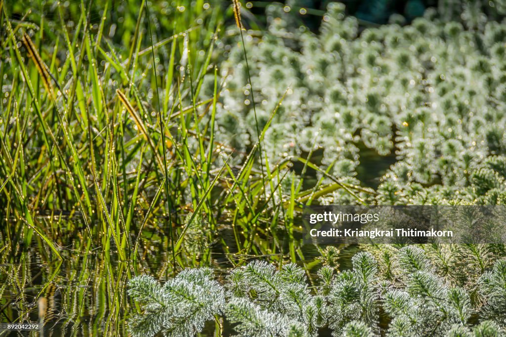 Flower Immersion - Waterthyme.