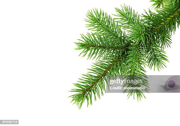 christmas tree branch od white backgound - pine needles stock pictures, royalty-free photos & images