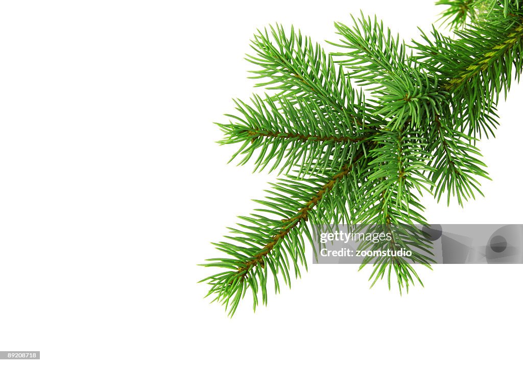 Christmas tree branch od white backgound