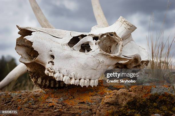 bleached bones in yellowstone - deer skull bildbanksfoton och bilder