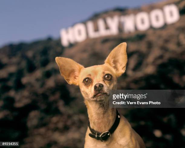 Gidget the Taco Bell dog during a photo session in October 1998 in Los Angeles, California. Gidget passed away on July 21, 2009 at age 15.