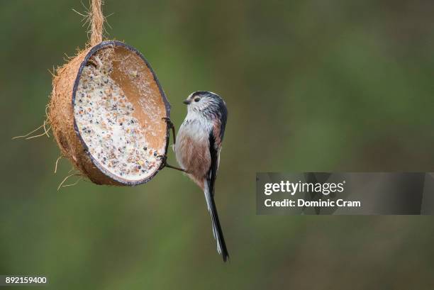 long-tailed tit - bird feeder stock pictures, royalty-free photos & images
