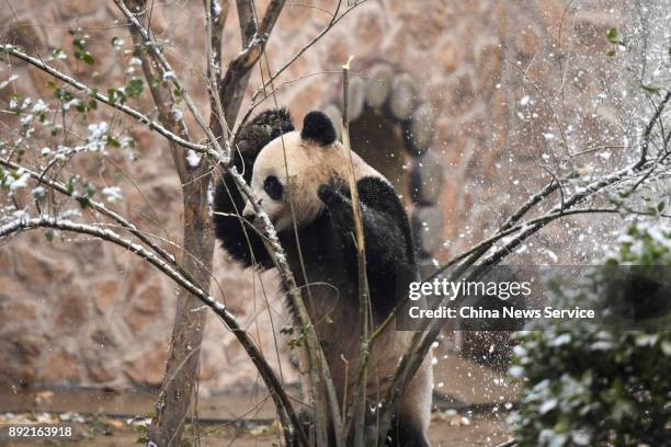 Panda named 'Ya Ji' climbs a snow-covered tree at Jinan Zoo on December 14, 2017 in Jinan, Shandong Province of China. Jinan welcomes its first snow...