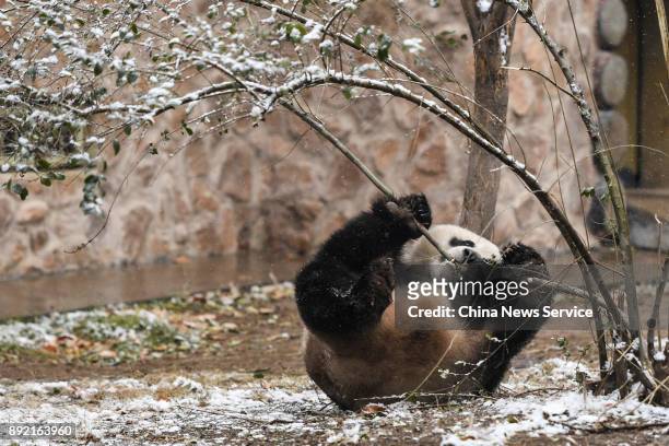 Panda named 'Ya Ji' climbs a snow-covered tree at Jinan Zoo on December 14, 2017 in Jinan, Shandong Province of China. Jinan welcomes its first snow...