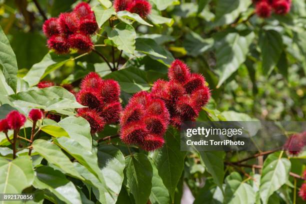 African Rambutan Rambutan Tree Photos and Premium High Res Pictures - Getty Images