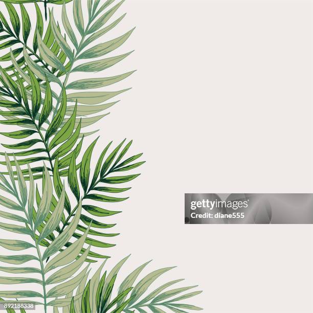 tropische pflanzen verlässt hintergrund - farn stock-grafiken, -clipart, -cartoons und -symbole