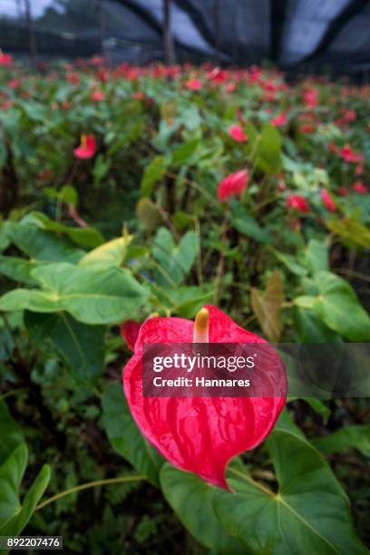 anthurium - flamingo lily stock pictures, royalty-free photos & images