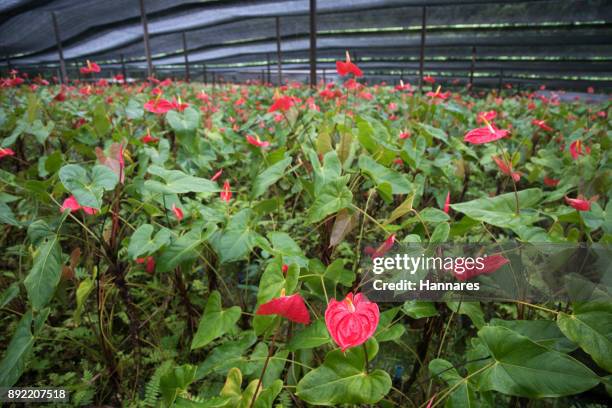 plant nursery - flamingo lily stock pictures, royalty-free photos & images