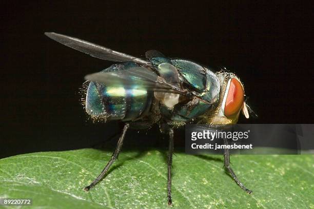 green fly macro - fruit flies stock pictures, royalty-free photos & images
