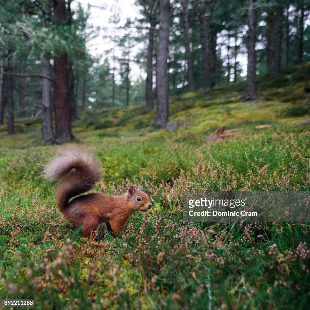 squirrel in the cairngorms forest - キタリス ストックフォトと画像