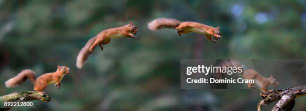 Spring Leaping Leaping Squirrel Photos and Premium High Res Pictures - Getty Images