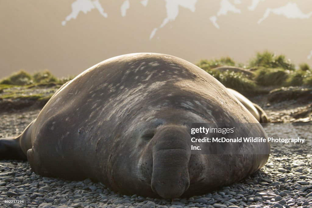 Southern Elephant Seal