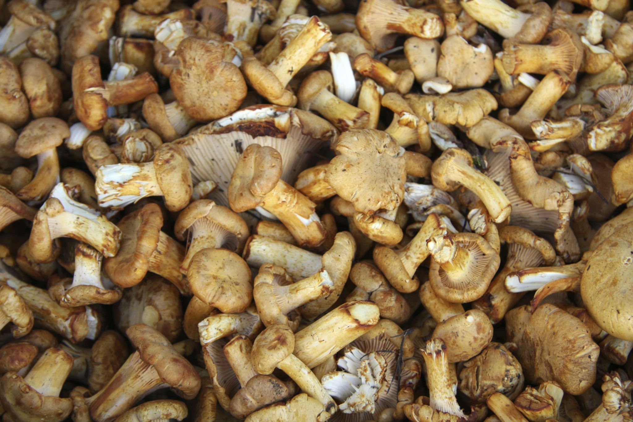 boise forest mushrooms