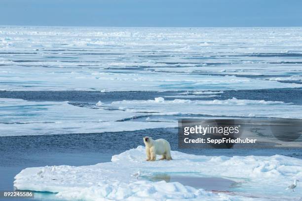 polar bear walking on pack ice. - arktis stock pictures, royalty-free photos & images