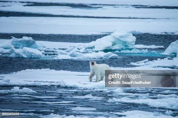 oso polar de caminar sobre hielo. - eisbär fotografías e imágenes de stock