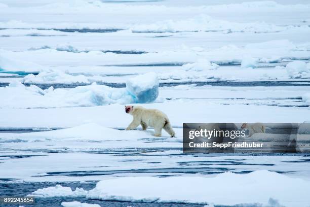 oso polar de caminar sobre hielo. - eisbär fotografías e imágenes de stock