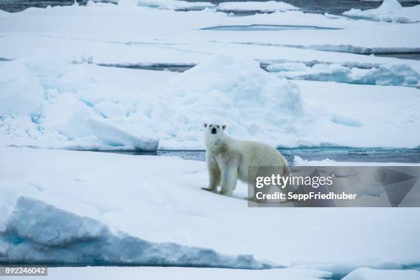 polar bear walking on pack ice. - arktis stock pictures, royalty-free photos & images