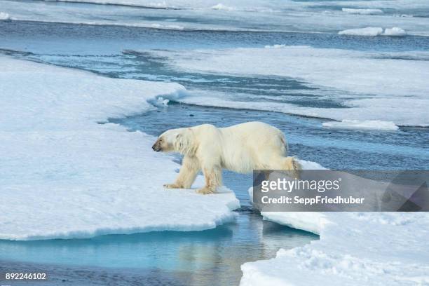 oso polar de caminar sobre hielo. - eisbär fotografías e imágenes de stock