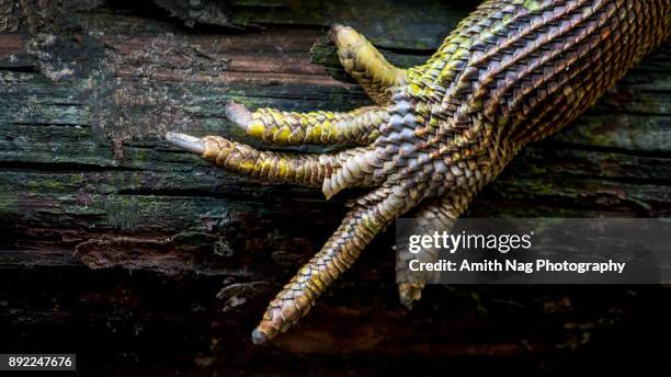 the hand of evil - swamp monster stock pictures, royalty-free photos & images