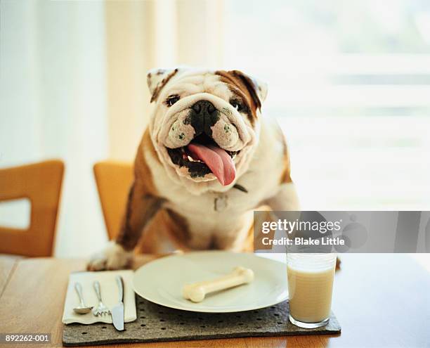 bulldog sitting at table, bone on plate in front of him - dog with a bone stockfoto's en -beelden