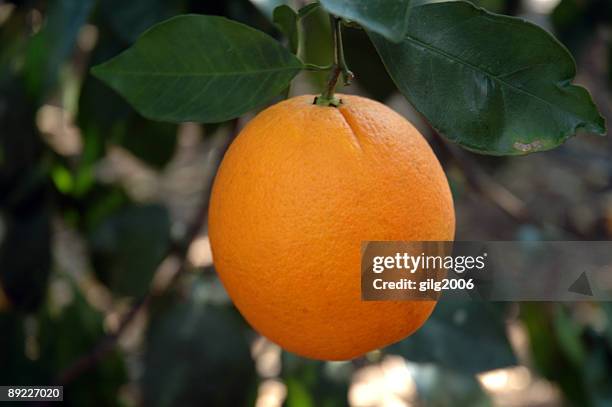 フロリダ州オレンジ - ネーブルオレンジ ストックフォトと画像