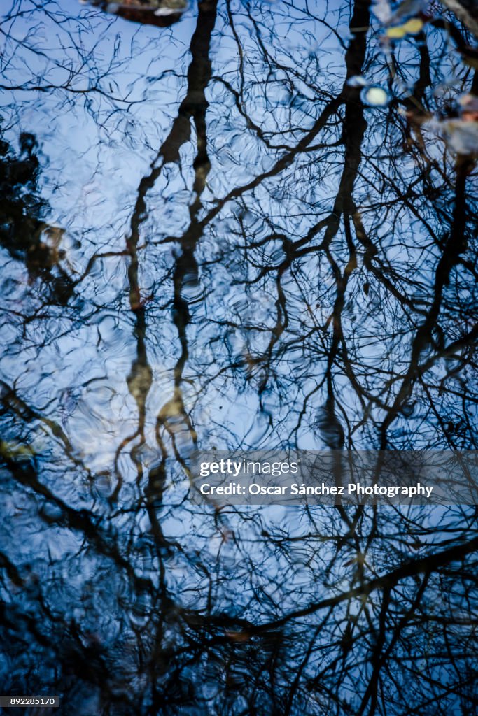 Tree reflections