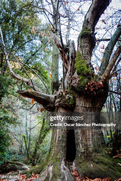 196 Neural Pathways Stock Photos, High-Res Pictures, and Images - Getty ...