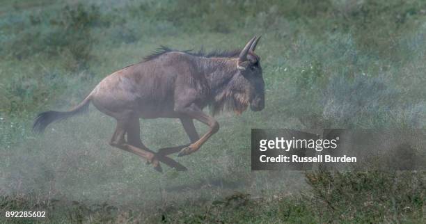 wildebeest - footage technique stock pictures, royalty-free photos & images