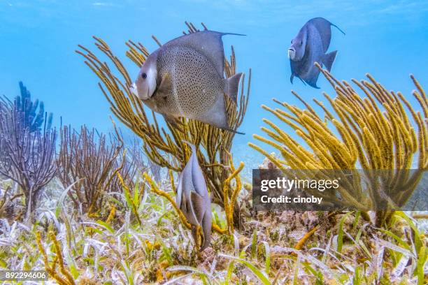 sea life on hol chan marine reserve with french angelfish in caribbean sea - belize barrier reef / ambergris caye - belize stock pictures, royalty-free photos & images