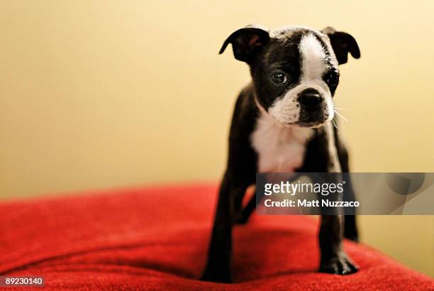 cute puppy standing on a red pillow - reston stock pictures, royalty-free photos & images