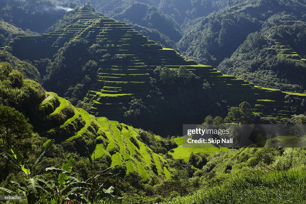 Banaue Rice Terraces