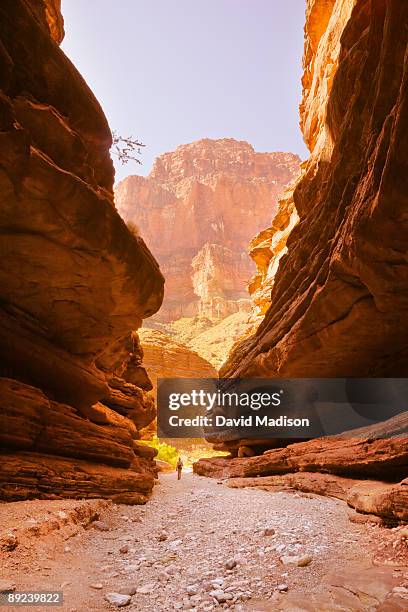 woman hiking in blacktail canyon. - grand canyon nationalpark stock pictures, royalty-free photos & images