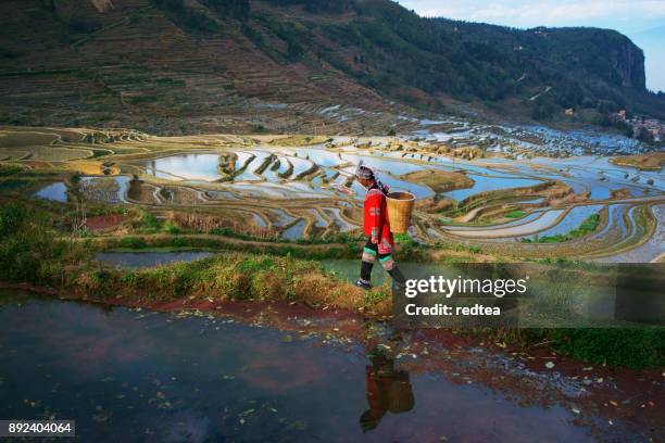 reisterrassen in yuanyang county, provinz yunnan, china - paddy fields yunnan stock-fotos und bilder