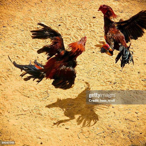 roosters - cock fighting photos et images de collection