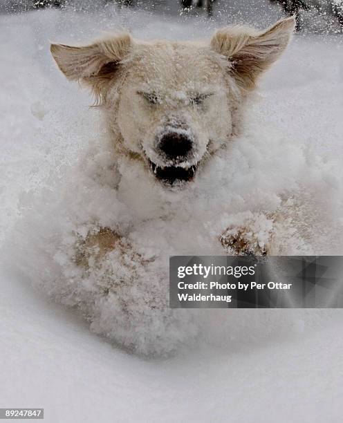 snow & winter! - face snow stockfoto's en -beelden