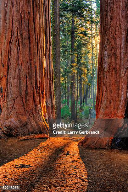 sequoia road - grant grove - giant sequoia stock-fotos und bilder