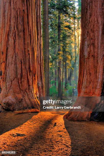 sequoia road - grant grove - giant sequoia stock pictures, royalty-free photos & images