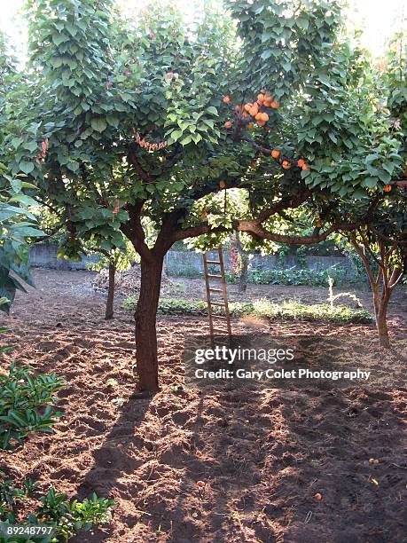 apricot orchard and ladder - abricoteiro - fotografias e filmes do acervo