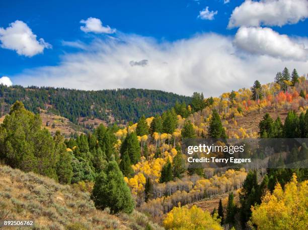 colorful aspens in logan canyon utah in the autumn - wasatch cache national forest stock pictures, royalty-free photos & images