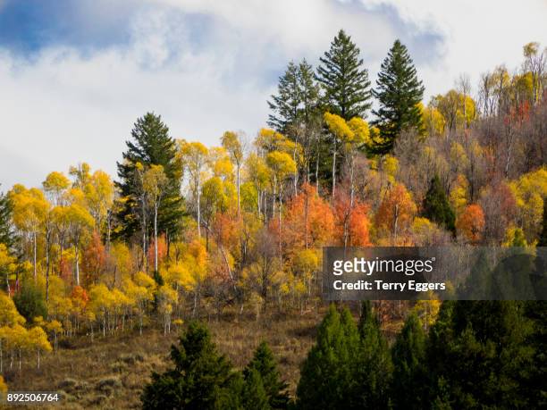 colorful aspens in logan canyon utah in the autumn - wasatch cache national forest stock pictures, royalty-free photos & images