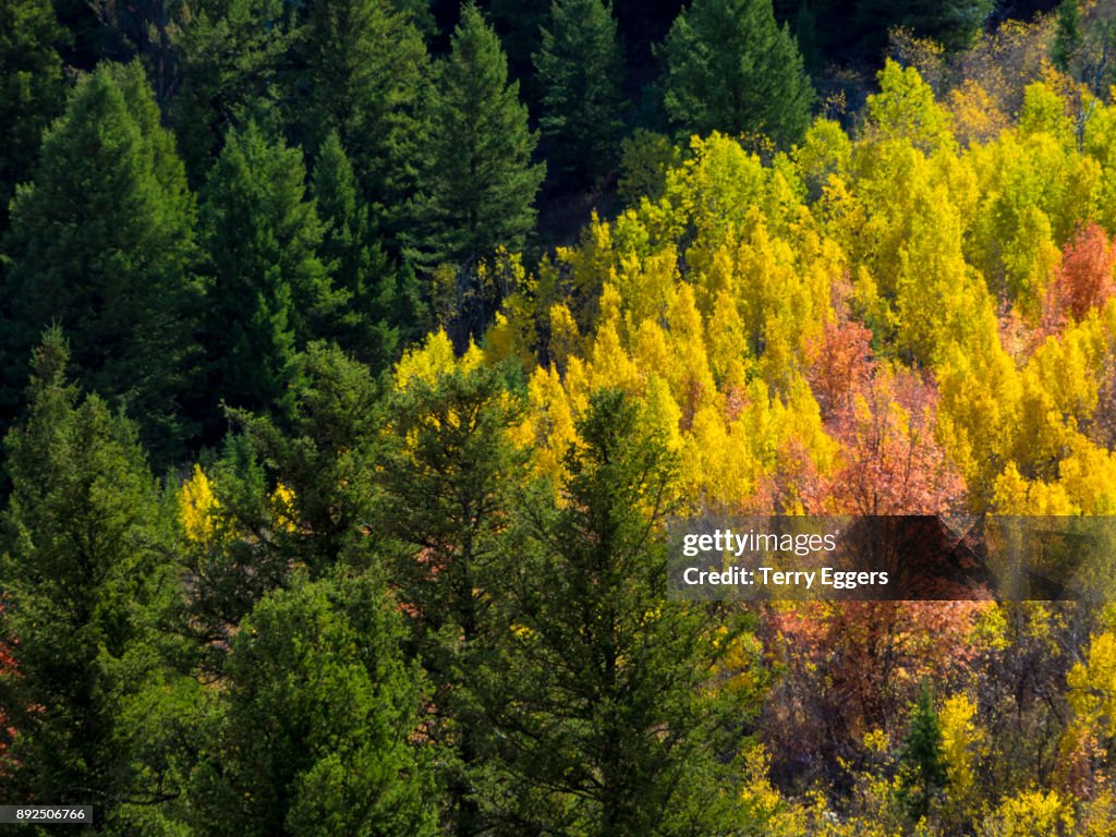 Colorful aspens in Logan Canyon Utah in the autumn