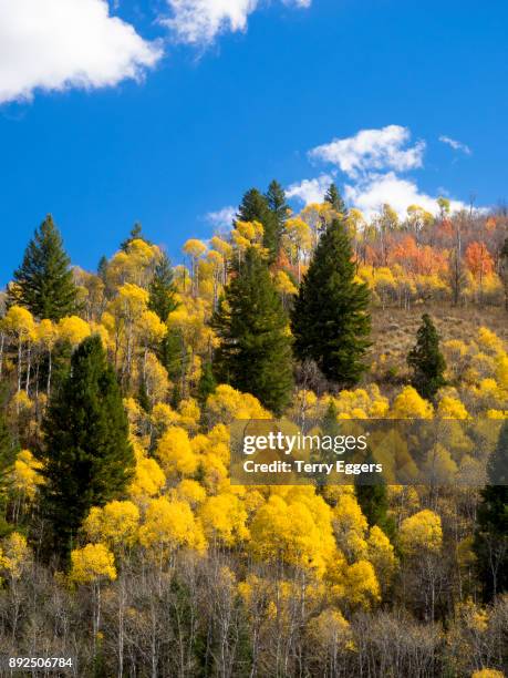 colorful aspens in logan canyon utah in the autumn - wasatch cache national forest stock-fotos und bilder