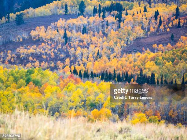colorful aspens in logan canyon utah in the autumn - wasatch cache national forest stock-fotos und bilder